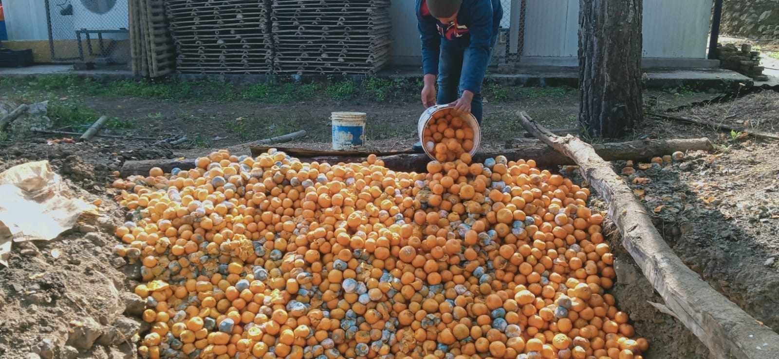 अर्घाखाँचीमा शीत भण्डारमा राखिएका सुन्तला कुहिए