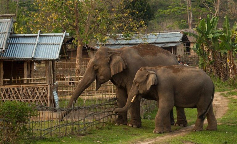 झापामा गएकाे डेढ वर्षमा हात्ती आक्रमणबाट १२ जनाको मृत्यु, १३ घाइते