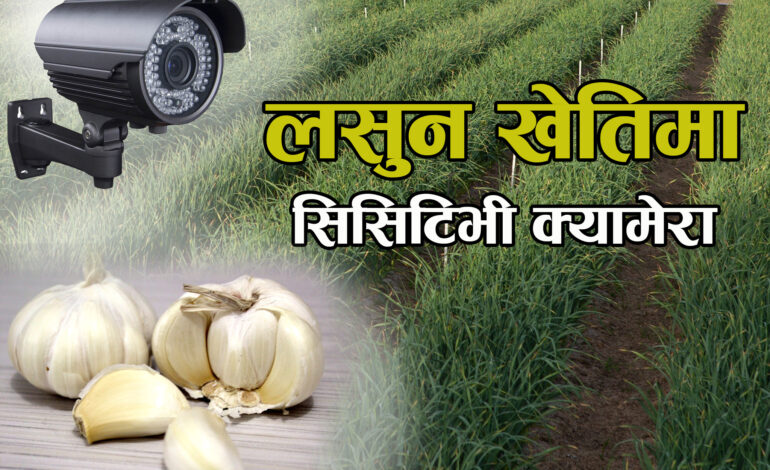 लसुन खेतिको गोठालो गर्दै ‘क्यामेरा’