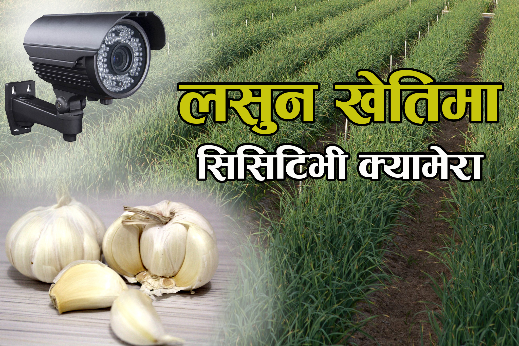 लसुन खेतिको गोठालो गर्दै ‘क्यामेरा’