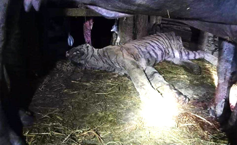 यसरी मारेको थियो भैँसीले वयस्क बाघ