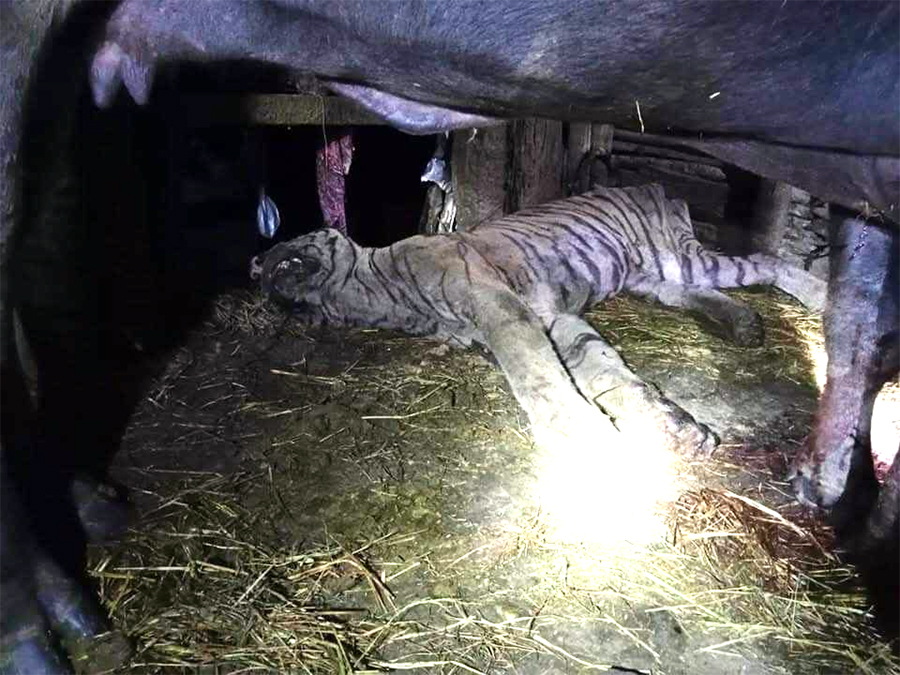 यसरी मारेको थियो भैँसीले वयस्क बाघ