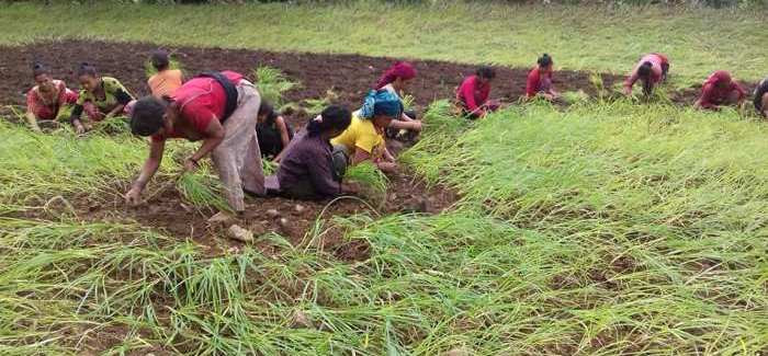 उपेक्षित कोदोको माग बढ्दो, उत्पादनमा गिरावट