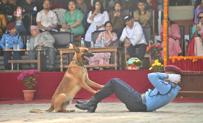 टाइगर बन्यो सर्वोत्कृष्ट कुकुर