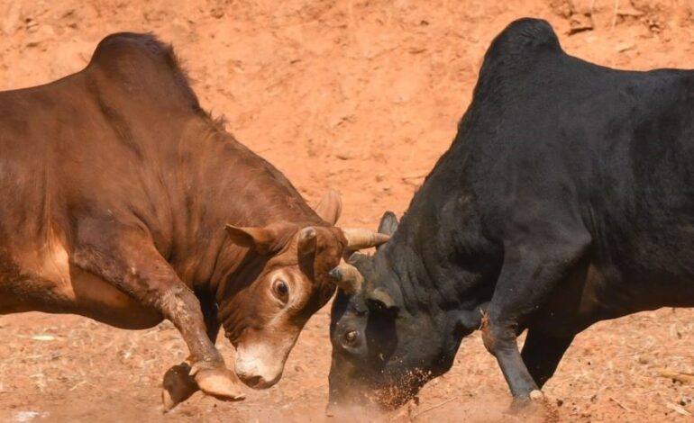 नुवाकोटमा २५ हल गोरु जुधाइँदै