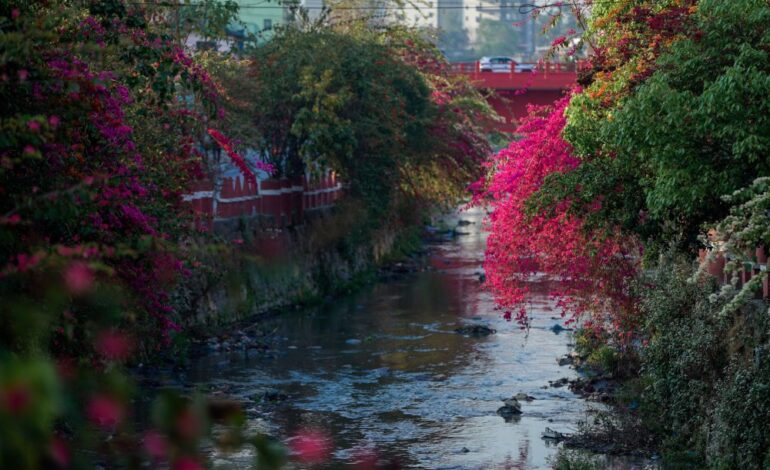 धोबिखोला किनारामा फूलेका फूल