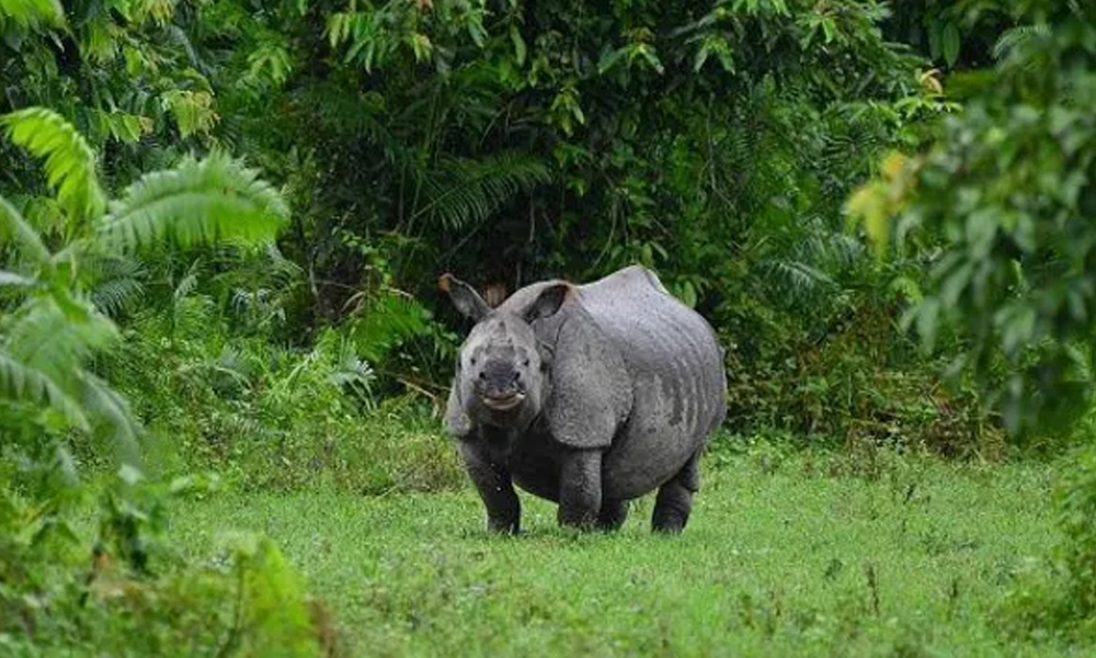 वन्यजन्तु संरक्षणमा आईएनजीओको भर