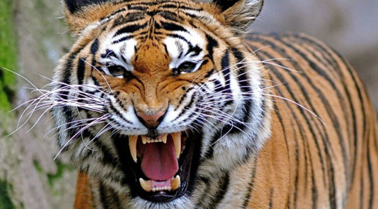 बाघको आक्रमणबाट २ जना घाइते