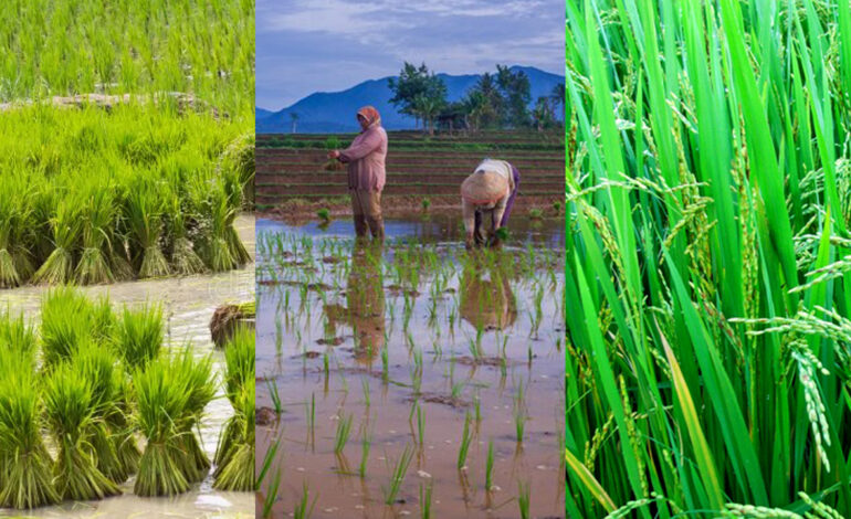 कृषिमा कर्जा बढेपनि आधाुनिक प्रविधिको विकास नहुँदा उत्पादन घटदो