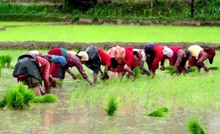 देशभर ७८.८४ प्रतिशत धान रोपाइँ सम्पन्न, मधेसमा थोरै