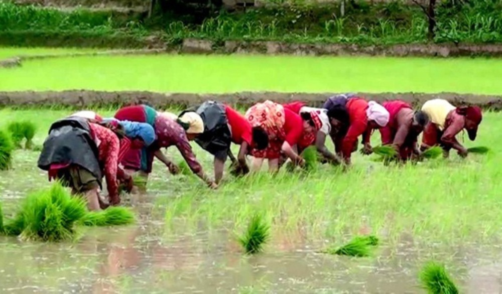 देशभर ७८.८४ प्रतिशत धान रोपाइँ सम्पन्न, मधेसमा थोरै