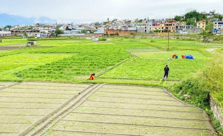 असारपछि जग्गा कित्ताकाट फेरी रोकिँदै, वर्गिकरणमा स्थानीयको काम सुस्त