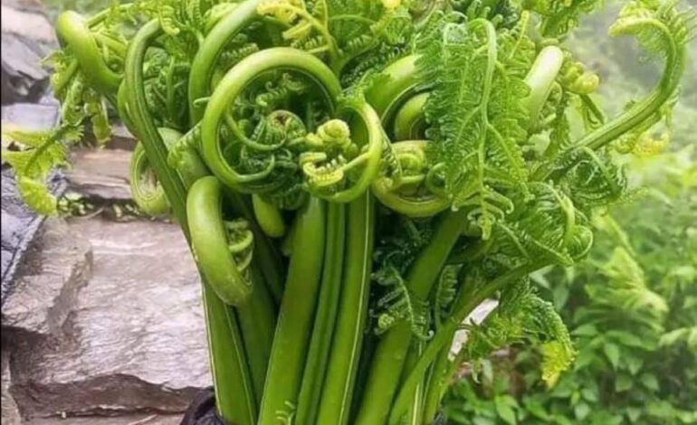 निगुरो खानुहोस, यसले स्वास्थ्यका लागि धेरै फाइदा गर्छ