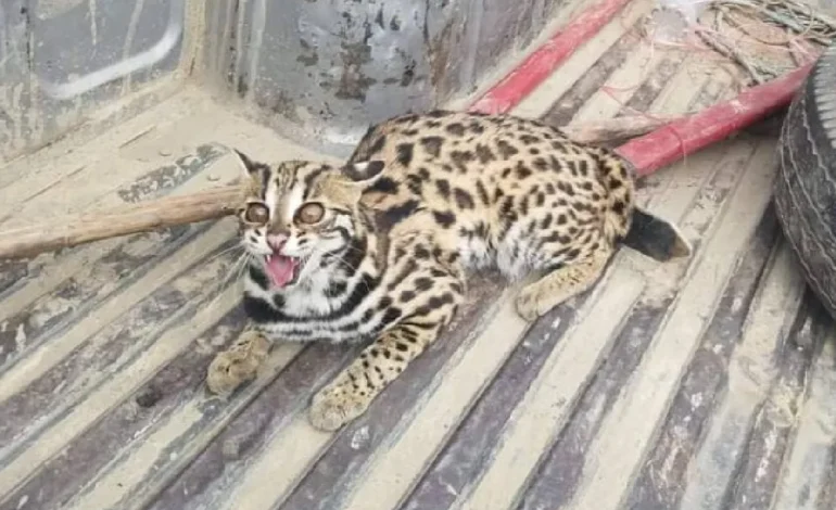 रसुवामा भेटियो २ बच्चासहित दुर्लभ चरीबाघ