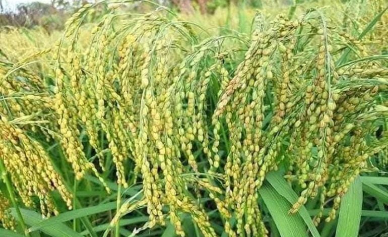 स्थानीय घैया धान लोप हुँदै: अनुसन्धान र किसानलाई प्रोत्साहन गर्न नसक्नु मुख्य समस्या