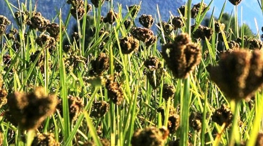 प्रथम कोदो दिवस: माग बढ्दो, माग धान्न आयातमै निर्भर