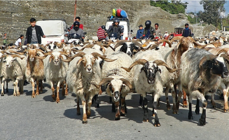 सरकारले खोल्यो दशैंको खसी, बोका र च्याङ्ग्राको अनलाइन बुकिङ