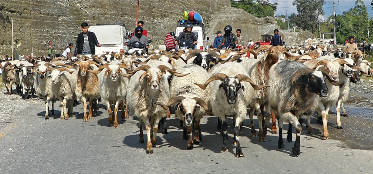 सरकारले खोल्यो दशैंको खसी, बोका र च्याङ्ग्राको अनलाइन बुकिङ