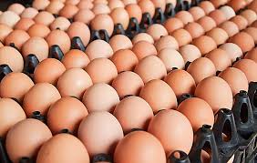 फेरी बढ्यो अण्डाको मूल्य