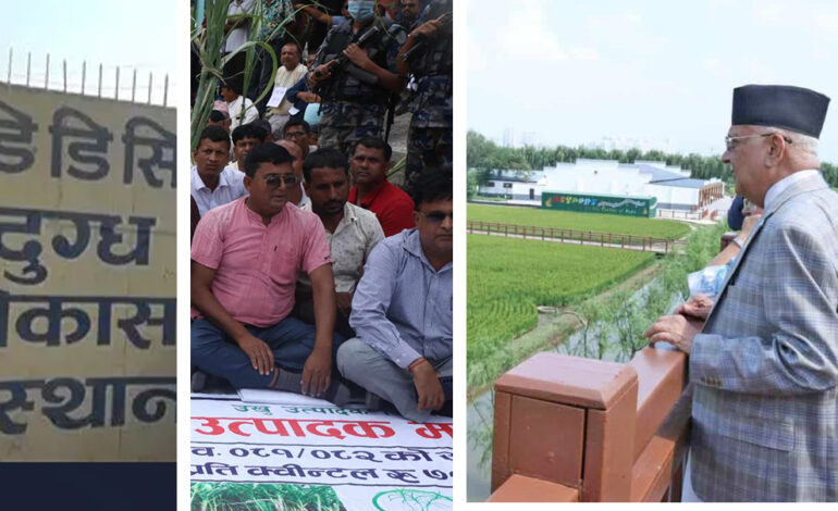चिनियाँ धान उत्पादन केन्द्र हेरेर चीनमा ओली रमाउँदै, नेपालमा पसिनाको मुल्य खोज्दै किसान सडकमा