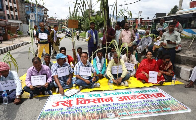 उखु किसानको दुःखः हरेक वर्ष भुक्तानी पाउन आन्दोलन गर्नुपर्ने बाध्यता
