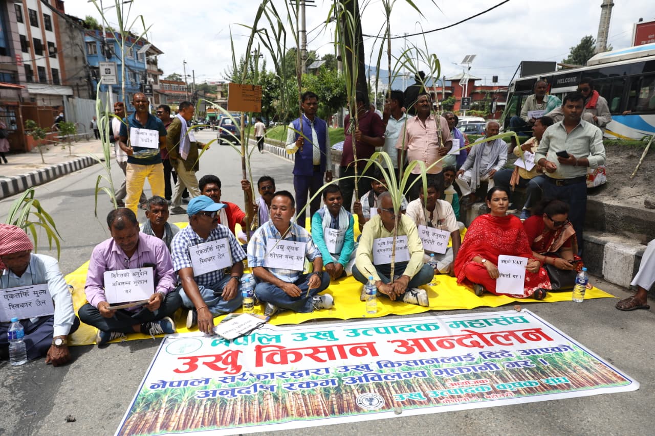 उखु किसानको दुःखः हरेक वर्ष भुक्तानी पाउन आन्दोलन गर्नुपर्ने बाध्यता