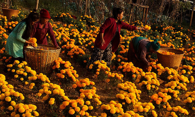 फूलखेतीमा आत्मनिर्भरता नजिक नेपाल, तिहारमा २१ लाख मालाको आवश्यक