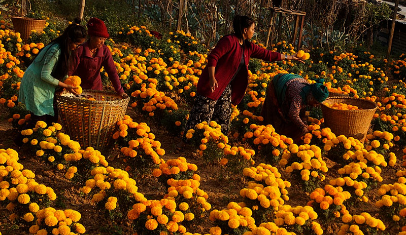 फूलखेतीमा आत्मनिर्भरता नजिक नेपाल, तिहारमा २१ लाख मालाको आवश्यक