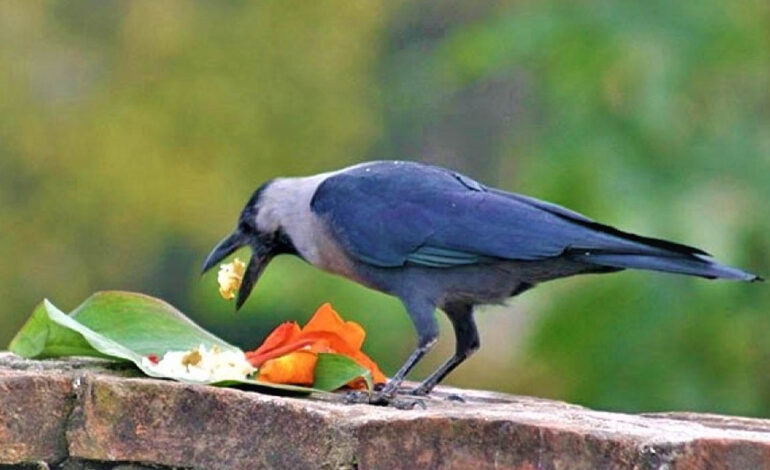 यम पञ्चकको पहिलो दिन आज काग तिहार मनाइँदै