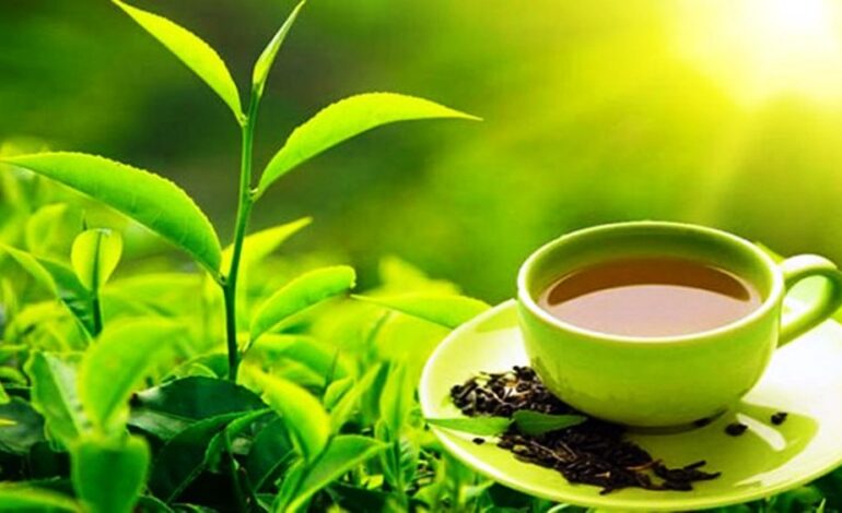 अघिल्लो वर्षको तुलनामा ३७ प्रतिशतले घट्यो चिया निर्यात