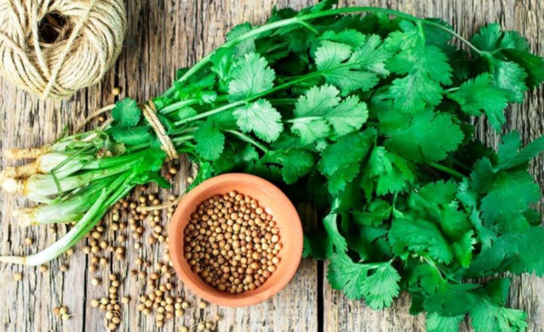 हरियो काँक्रो र धनियाँमा भेटियो खानै नमिल्ने गरी अत्याधिक विषादी