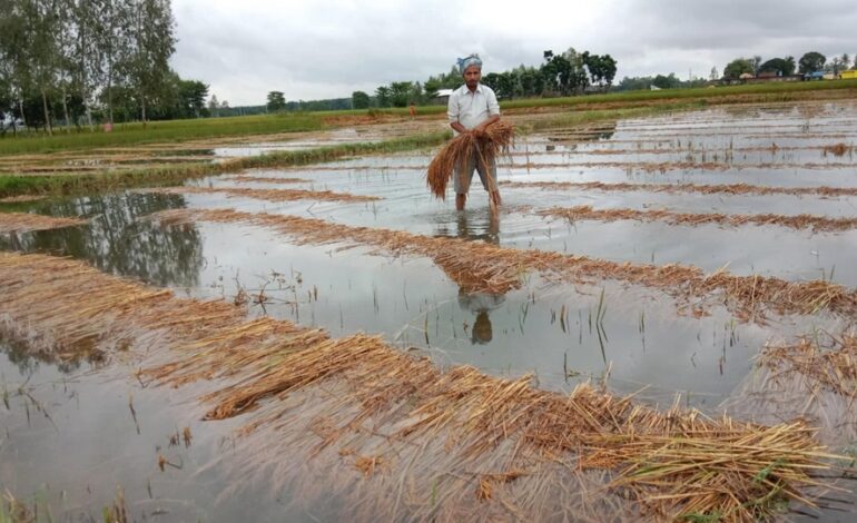 गत असोजको बेमौसमी वर्षाले करिब ४ अर्बको कृषिवाली क्षति