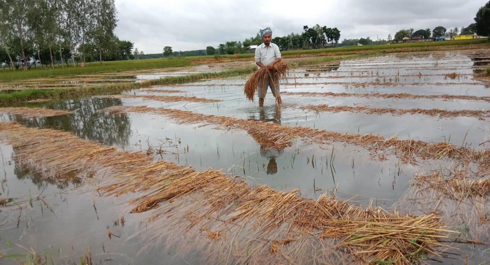 गत असोजको बेमौसमी वर्षाले करिब ४ अर्बको कृषिवाली क्षति