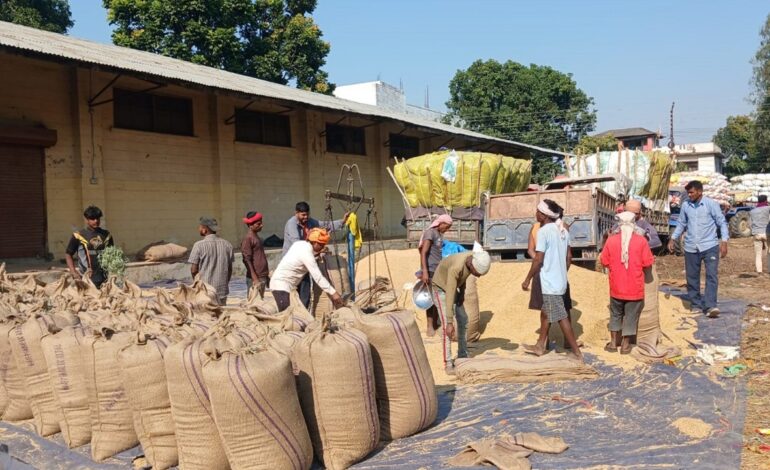 खाद्य कम्पनीले ८२ हजार क्विन्टल धान किन्यो