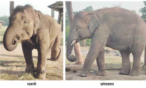 प्लेन चड्ने भाग्यमानी खगेन्द्रप्रसाद र रुद्रकली