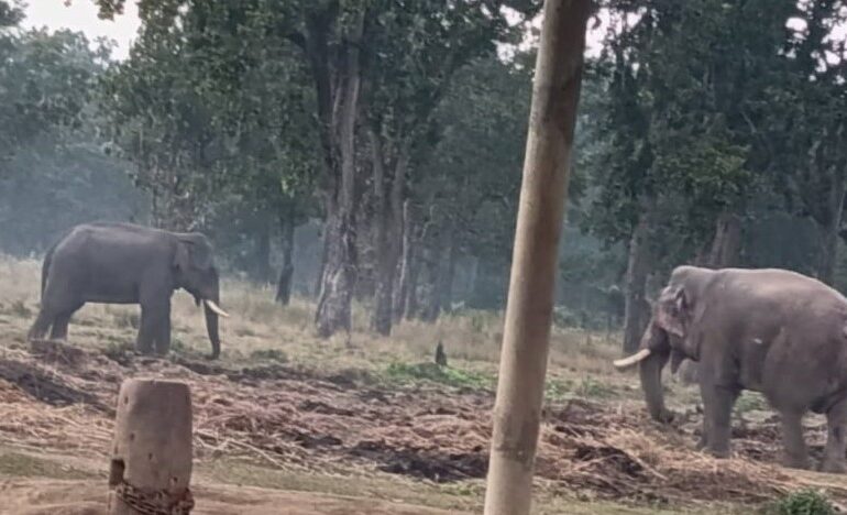 रोनाल्डोलाई टक्कर दिन भिमगज प्रजनन् केन्द्र वरीपरि घुम्न थाल्यो, गोविन्दे भाग्यो