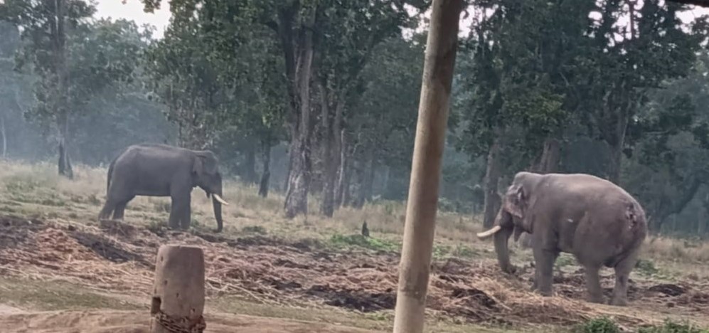 रोनाल्डोलाई टक्कर दिन भिमगज प्रजनन् केन्द्र वरीपरि घुम्न थाल्यो, गोविन्दे भाग्यो