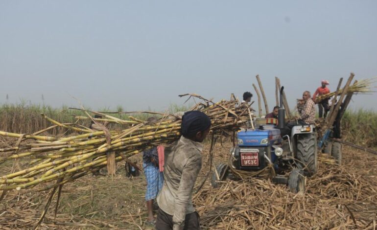 बाराका किसान गुनासो गर्दै उखु काट्न भ्याइनभ्याई