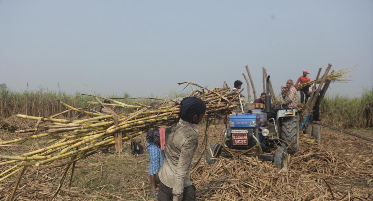 बाराका किसान गुनासो गर्दै उखु काट्न भ्याइनभ्याई