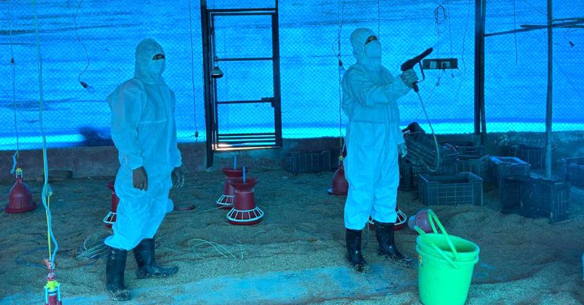 बर्डफ्लुको सङ्क्रमण बढ्दै, राजधानीमा मरेका कागमा समेत देखियो, सचेत रहन विभागको आग्रह