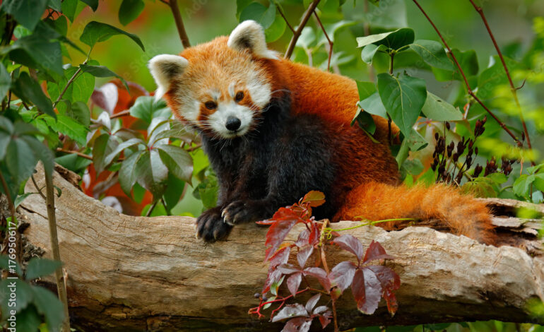 इलाममा चैत २० देखि तेस्रो रेडपाण्डा महोत्सव