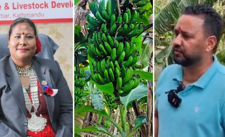 मन्त्रीज्यू केरामा २ सय पो कमिशन बिचौलियाले खादा रछन्, तपाईलाई पनि भाग लाग्छ कि ?अभाव भएपनि पुरानै मुल्यमा केरा बेच्न बाध्य किसान