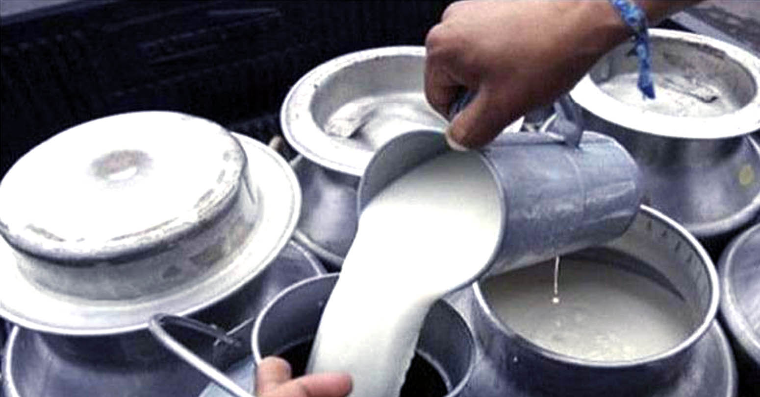 नयाँ सरकारले पनि दुग्ध उत्पादक किसानले ५५ करोड भुक्तानी दिएनन्